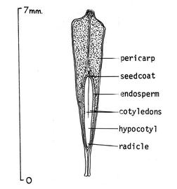   Fruit:   Platanus occidentalis ; Illustration by U.S. Forest Service
